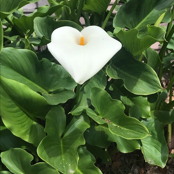 Photos - Picture 6 of 11